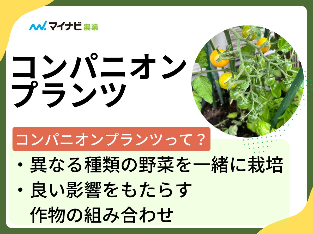 プロ直伝！スーパーで失敗しないメロンの見分け方と甘い食べ頃の極意