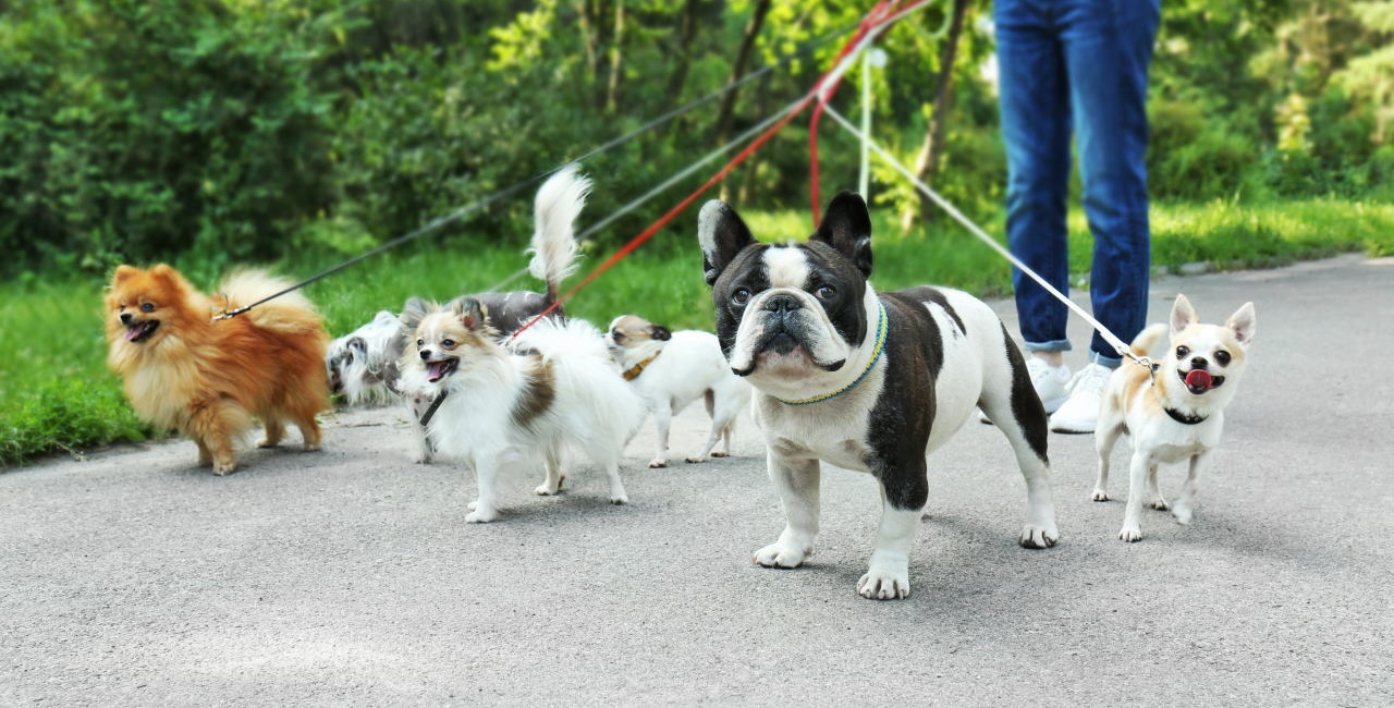 犬の散歩代行で後悔する真相は？2026年相場と失敗防ぐ業者選びの鉄則