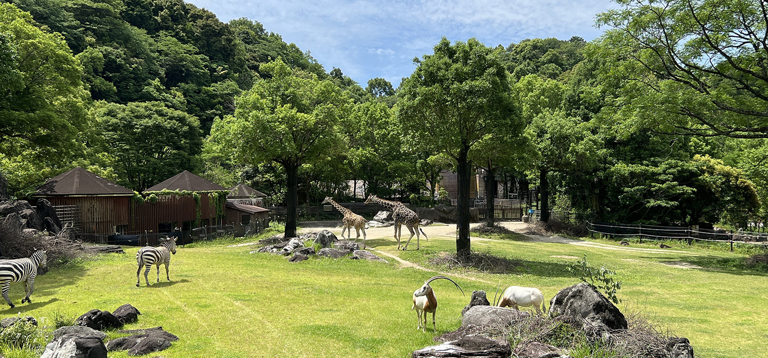なぜ全国1位に選ばれ続けるのか？のいち動物公園の魅力と現場検証