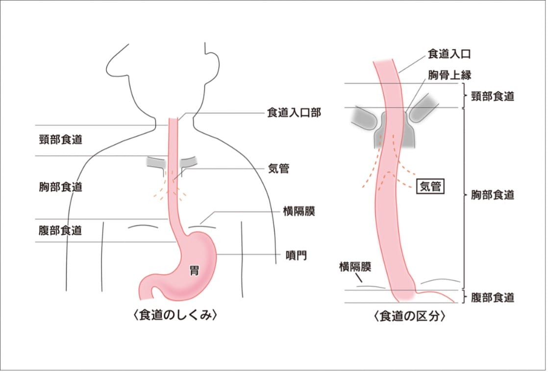 病み上がりの食事は何が正解？胃腸を救う最新栄養学と回復食