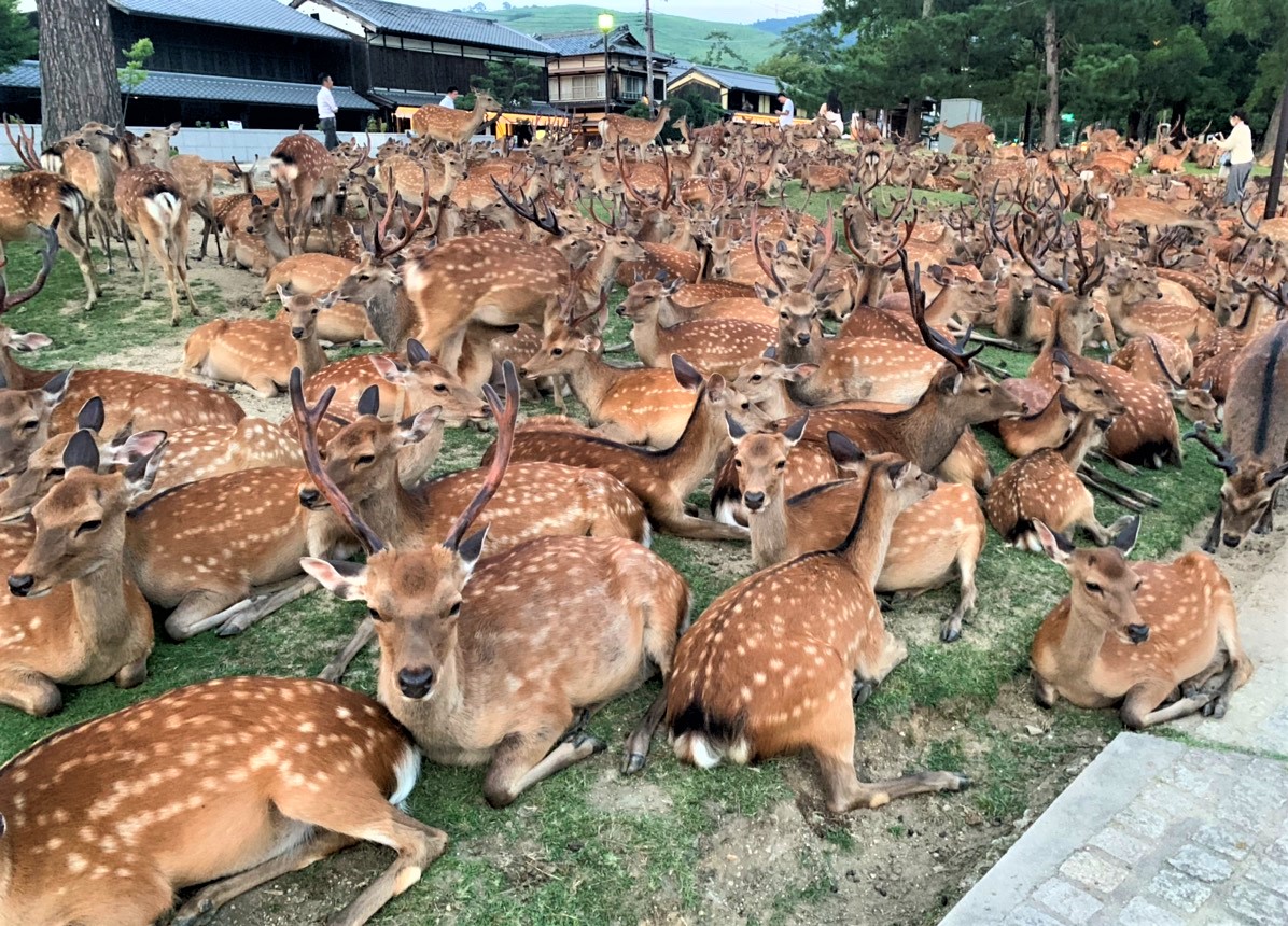 夏の奈良公園で突如現れる「鹿だまり」大群集結の真相と観賞マナー