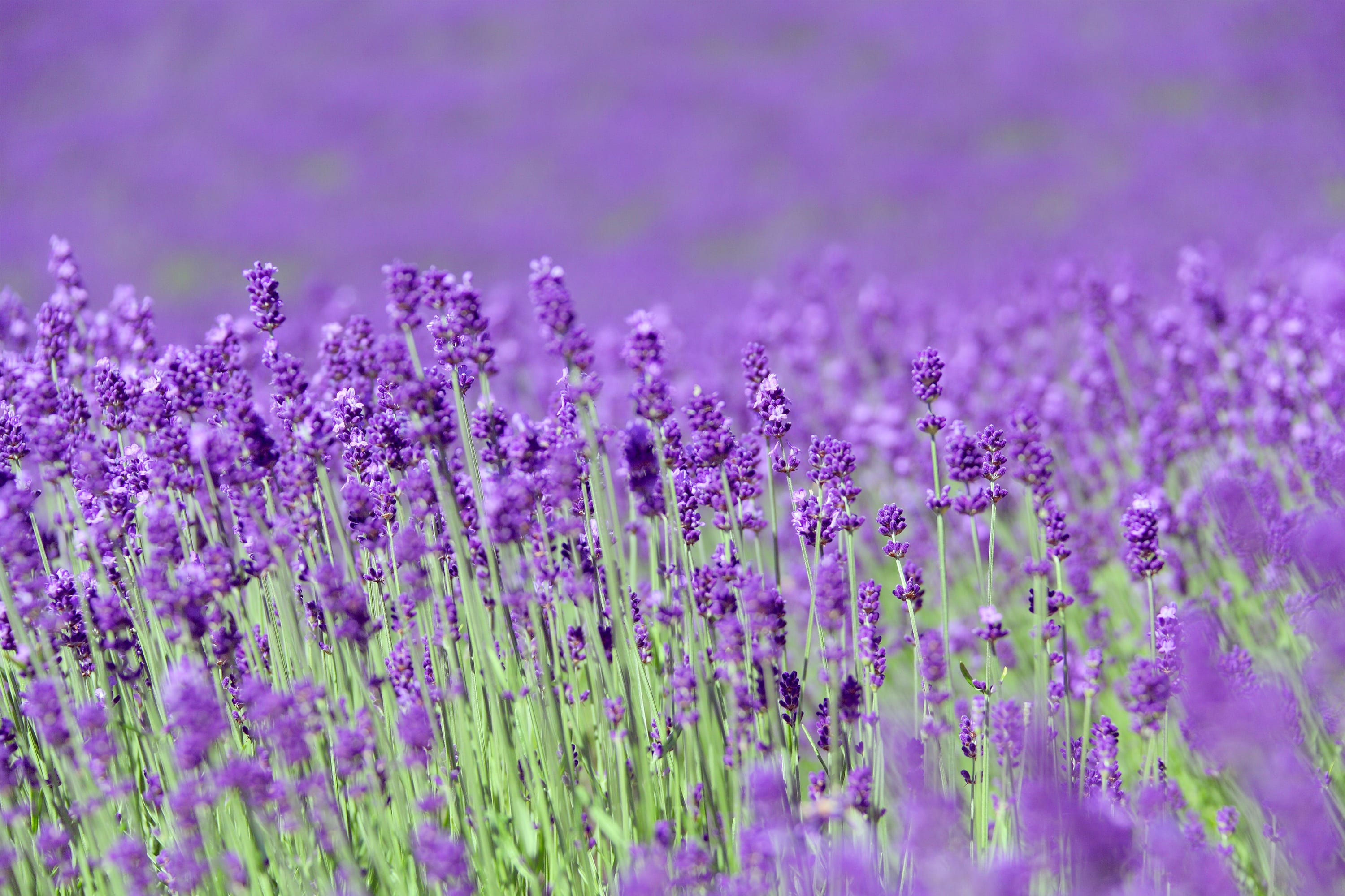 ラベンダーの花言葉に恐ろしい裏の意味？色別由来と失敗しないマナー