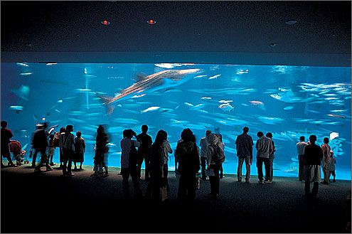 【話題】 い お ワールド かごしま 水族館 2026年最新プロフィール #832