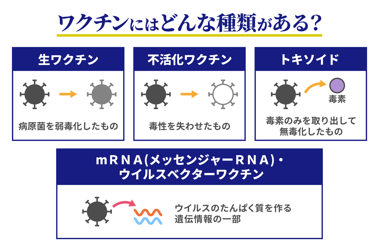 ワクチン後の筋トレは危険？医師が明かす再開の目安と免疫の新常識