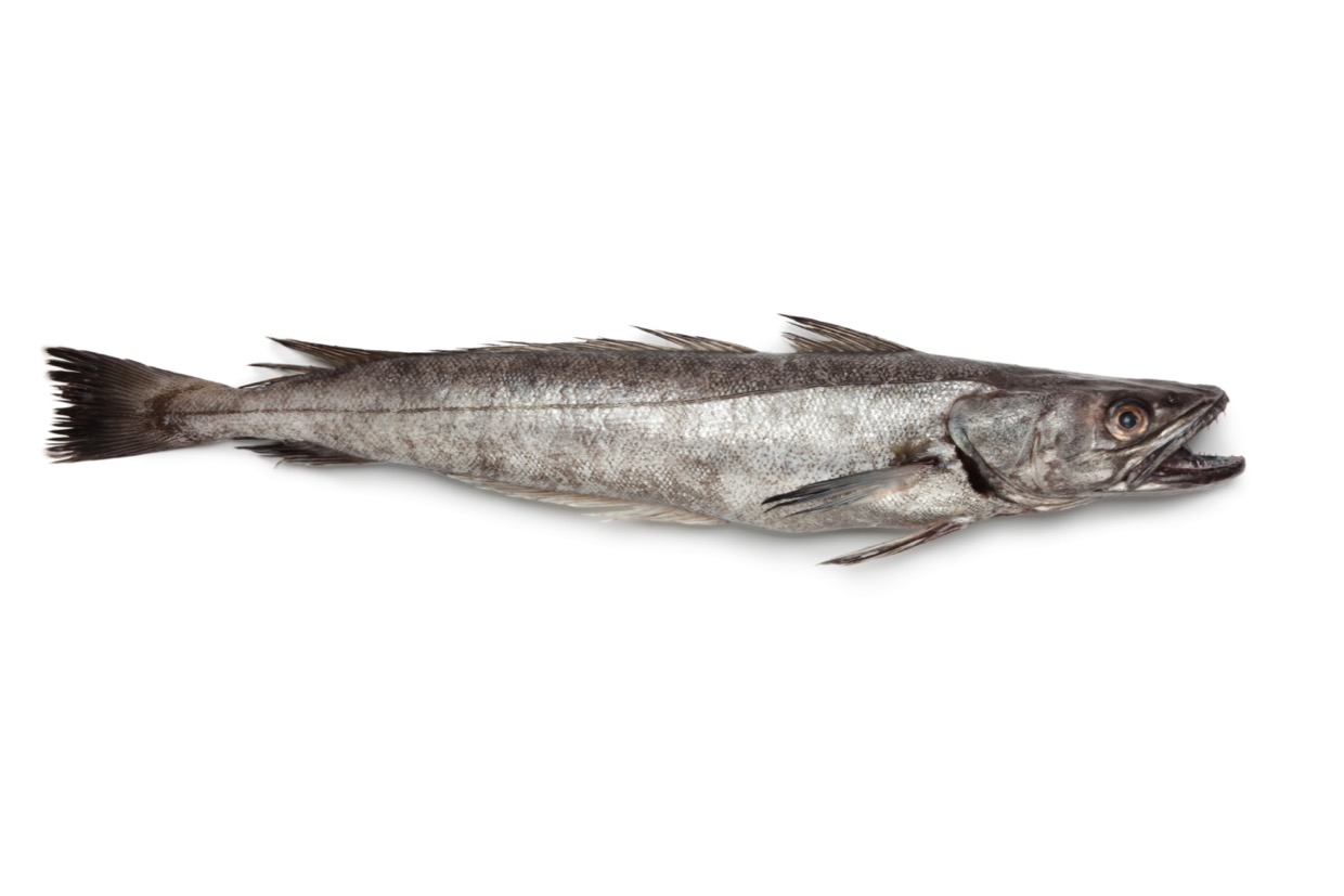 メルルーサとは？給食やフライでお馴染みの深海魚の正体と安全性を徹底解剖