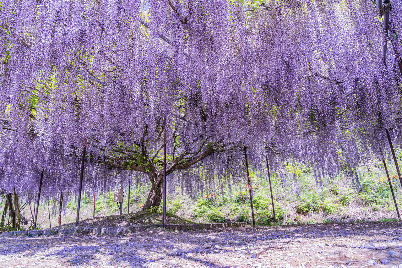 藤の花言葉に隠された怖い意味とは？色別の真相と贈り物マナーを徹底解説