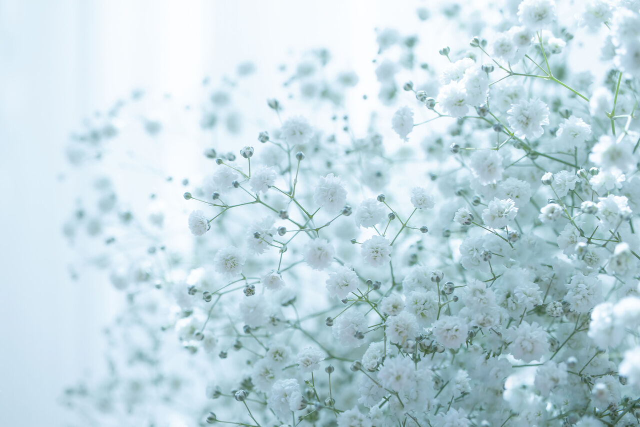 かすみ草の花言葉に怖い意味はある？色別・本数の真相と贈るマナー