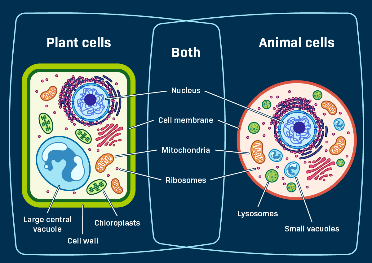 Difference and Similarities Between Animal and Plant Cells