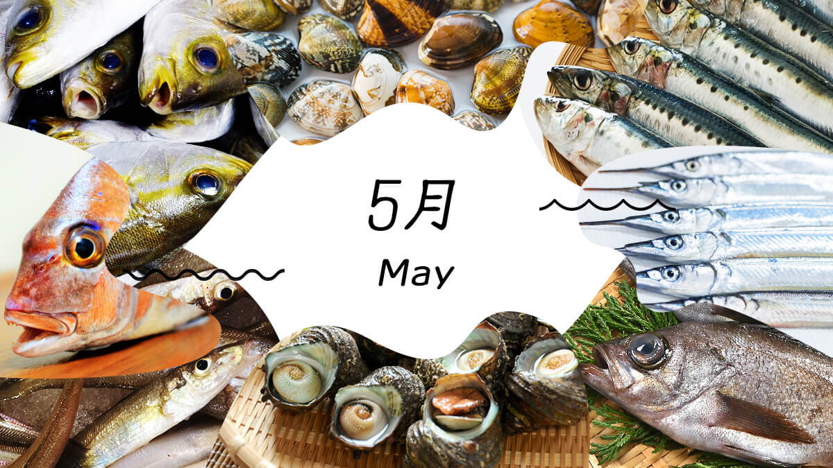 初夏を彩る5月の旬魚！初鰹やアジが今一番旨い理由と目利き術