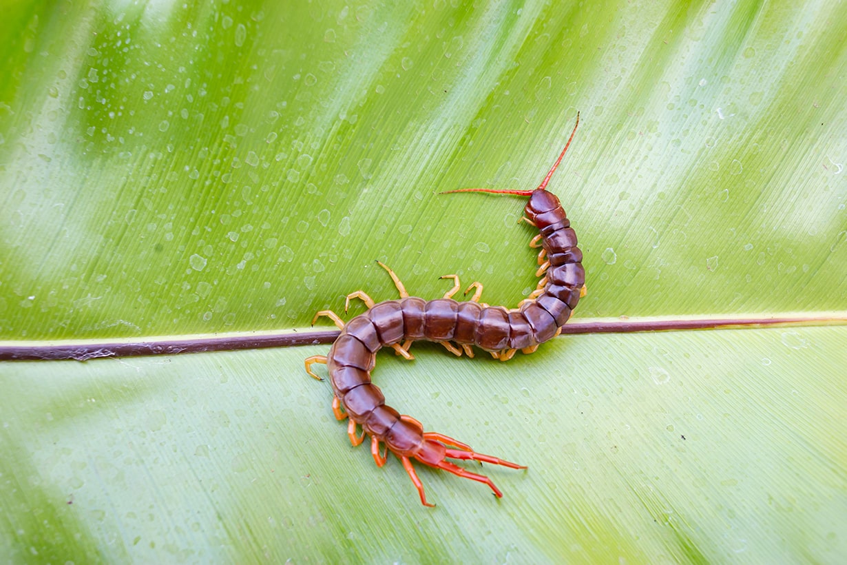 ムカデに刺されたら冷やすな？激痛を抑える応急処置と受診目安