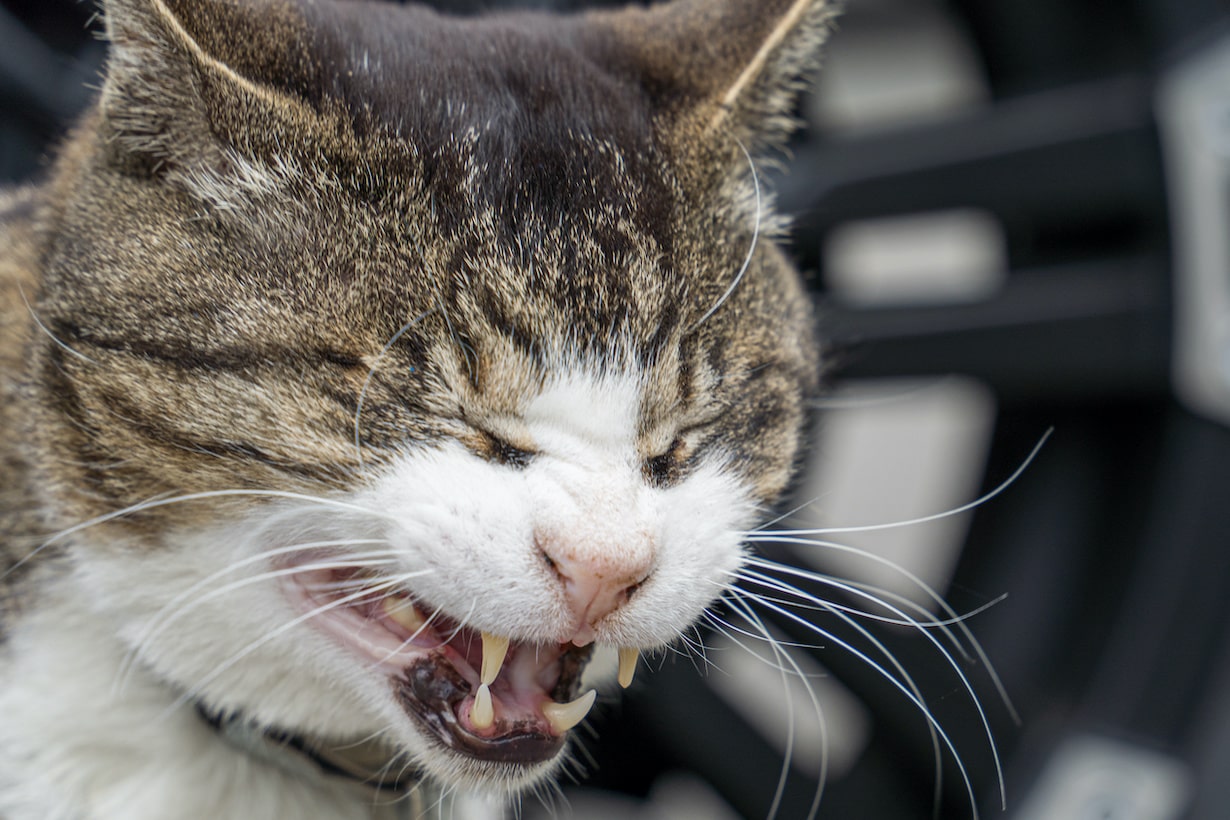猫のくしゃみ連発は危険？原因別の緊急度と受診の目安【2026最新】