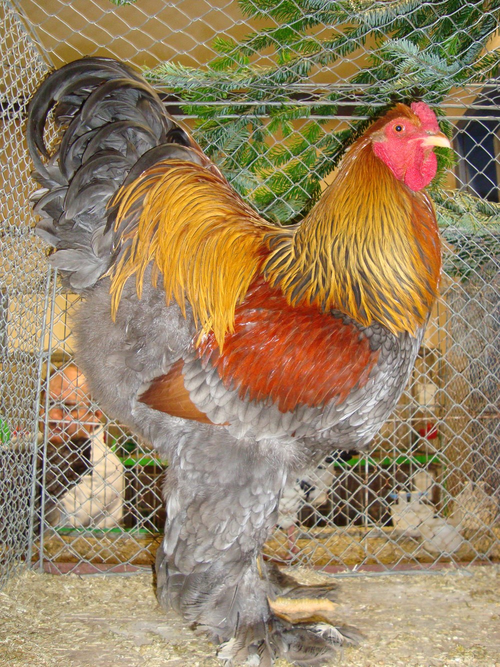 体高1Mの巨鳥ブラマは本物か？合成疑惑の真相と日本飼育のリアル
