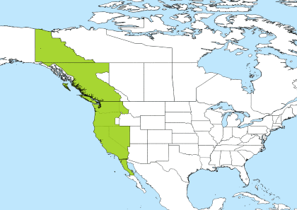 What Is Pdt Time Zone