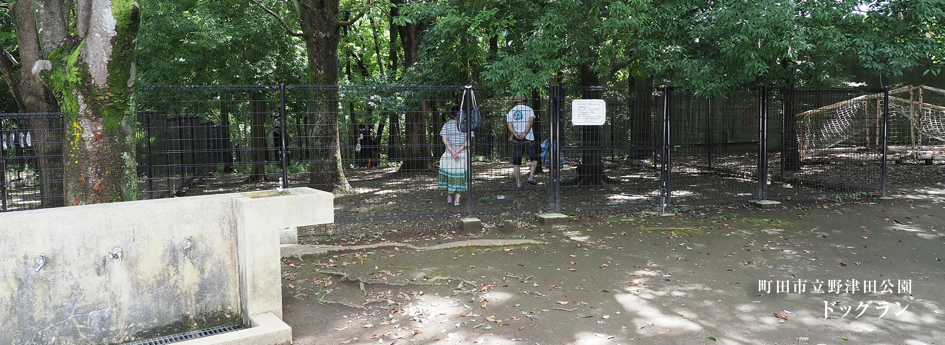 野津田公園ドッグラン最新攻略！規約変更と混雑回避の裏ワザ解説