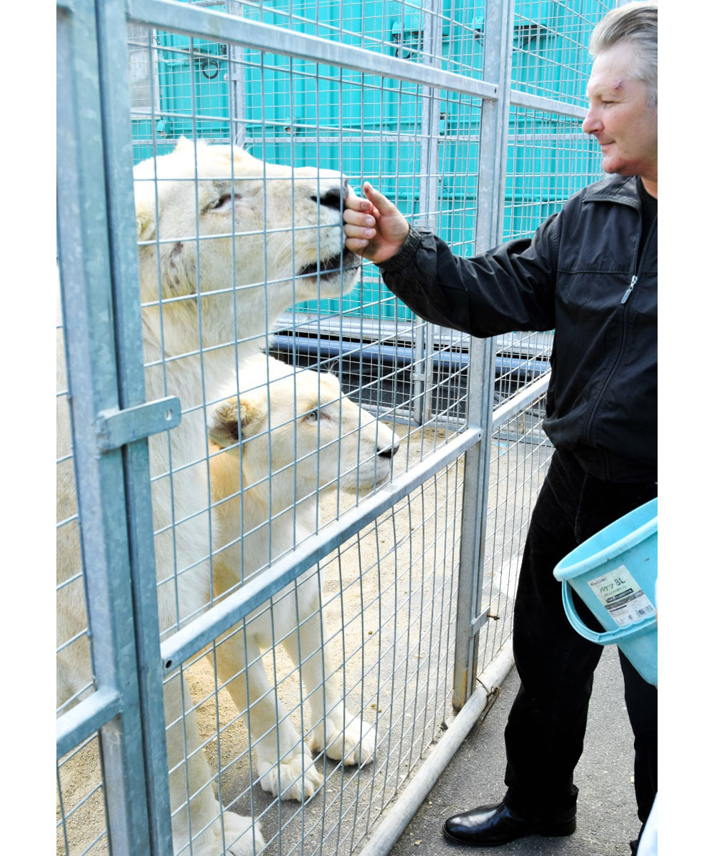 木下大サーカスのホワイトライオンは現在？引退・死亡説の真相を追う