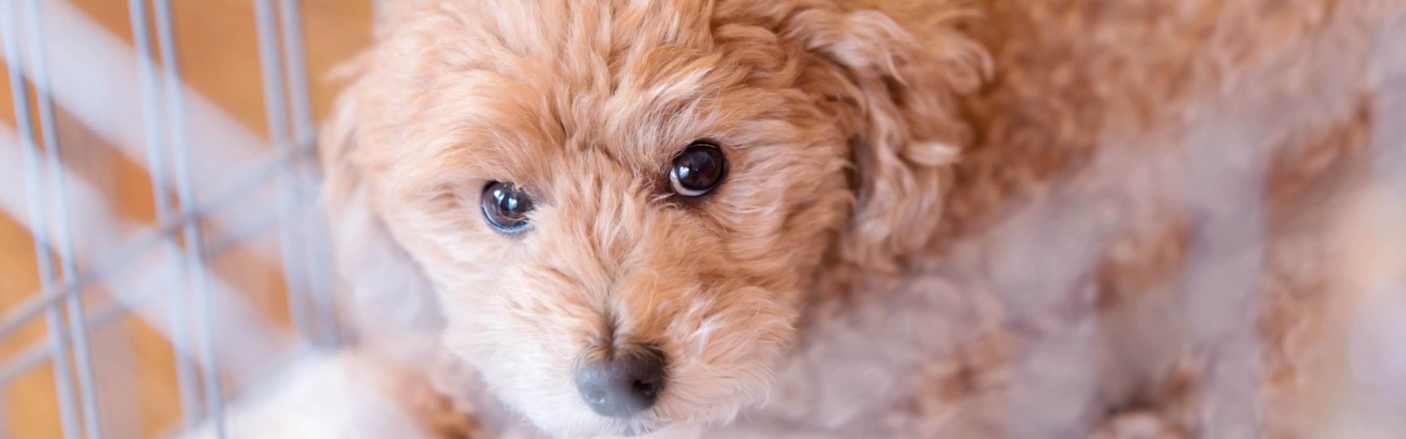 札幌の子犬里親「無料」の真相とからくり｜譲渡費用と審査の全貌