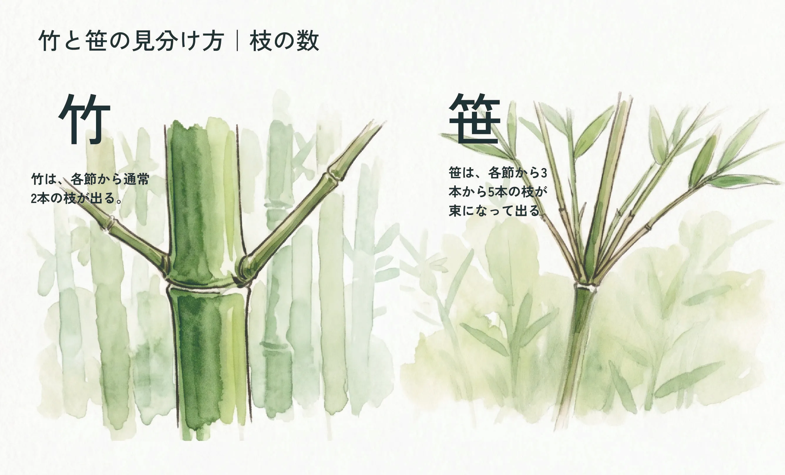 笹と竹の違いとは？見分け方や特徴・生態の真相を植物のプロが徹底解説