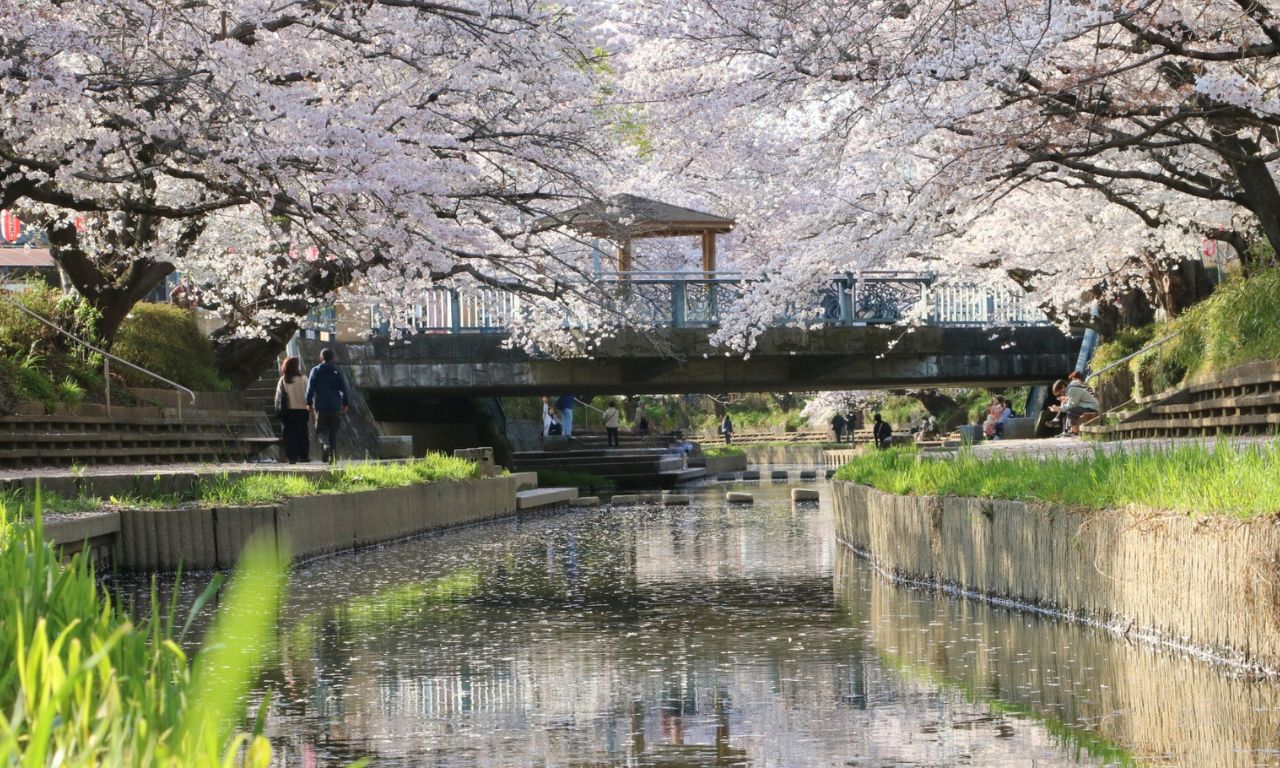 夜空を揺らす正四尺玉！鴻巣花火大会の穴場と鳳凰乱舞の見どころ