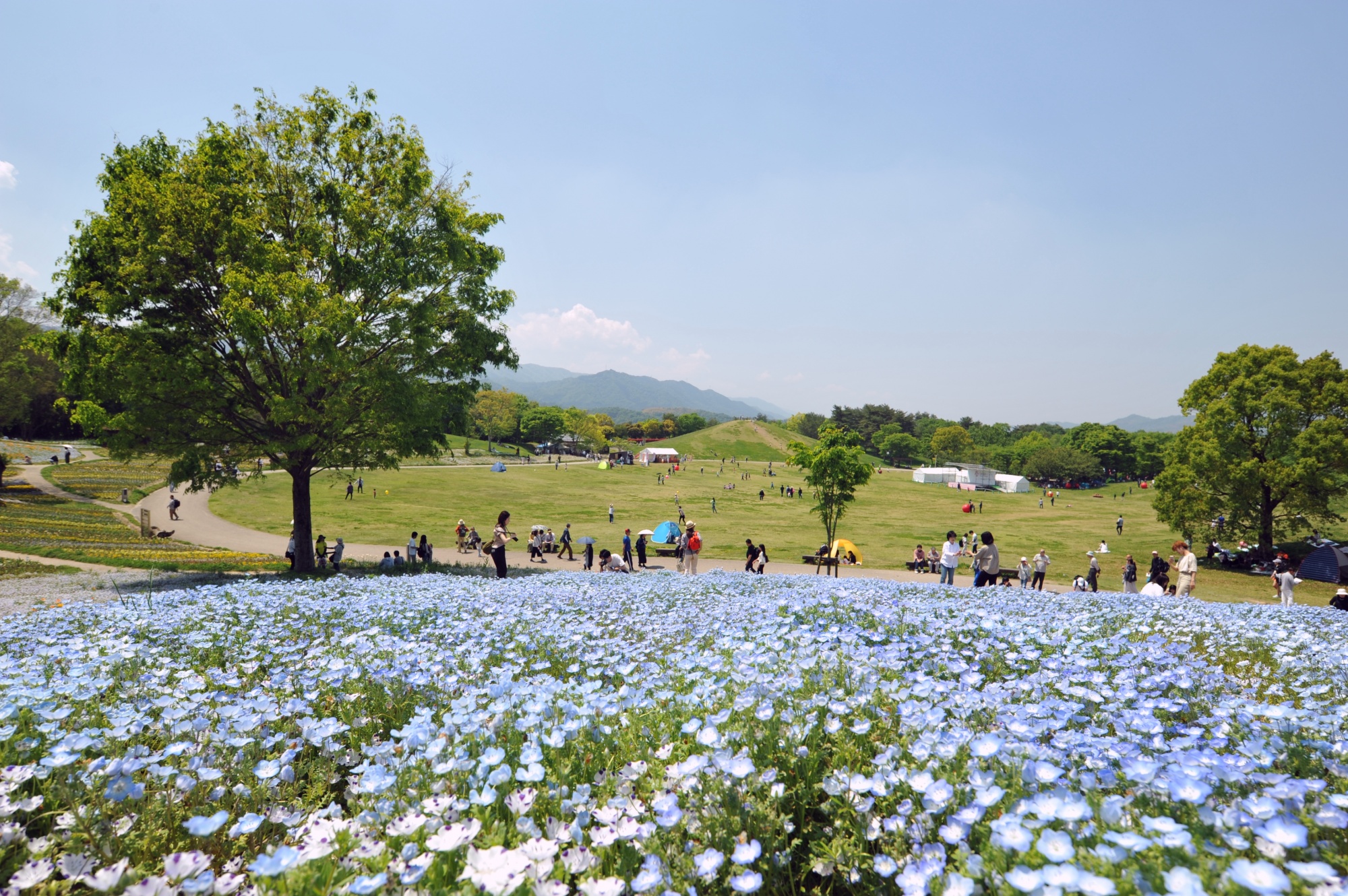 国営讃岐まんのう公園の攻略法2026｜花とイルミ・混雑回避の決定版
