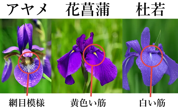 【動画まとめ】 菖蒲 と あやめ の 違い 最新情報まとめ 2026 #979