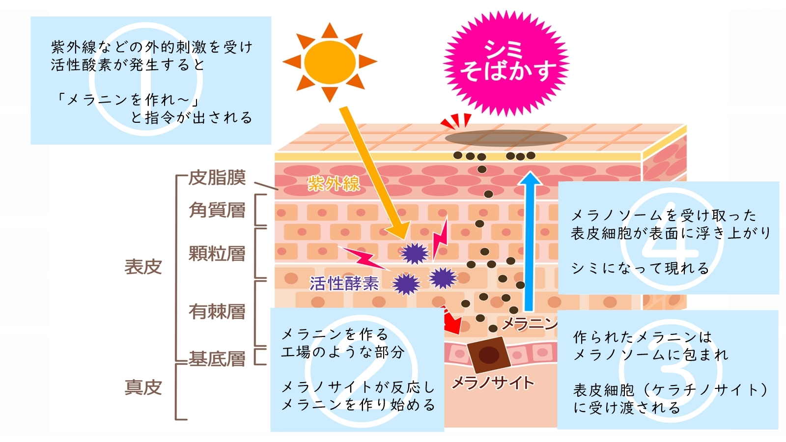 ナイアシンアミド×ビタミンC併用Ng説の真相と毛穴を変える塗る順番