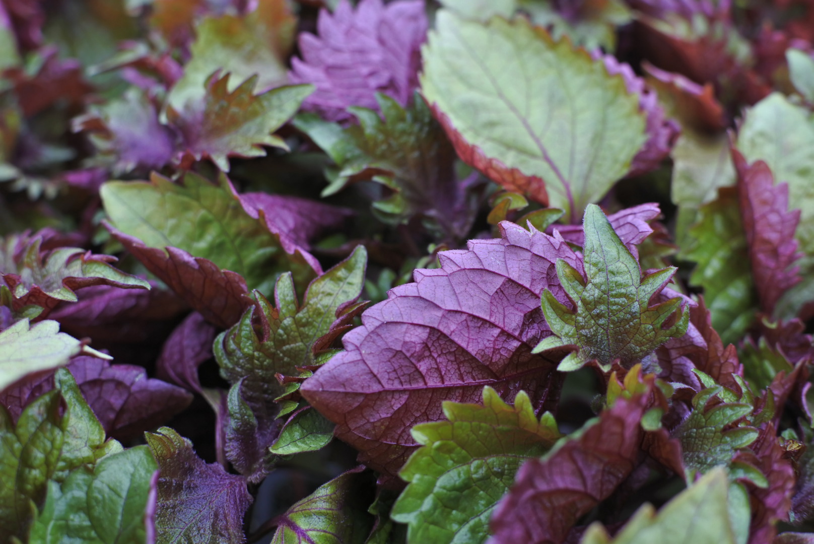 しそは花粉症に効果あり？ロスマリン酸の真相と正しい食べ方2026