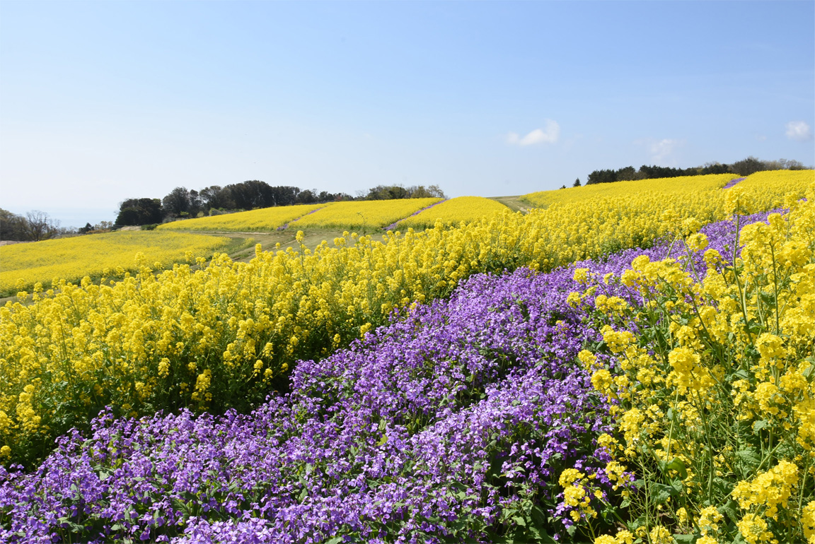 あわじ花さじき2026年最新ガイド！見頃・無料の真相と混雑回避術