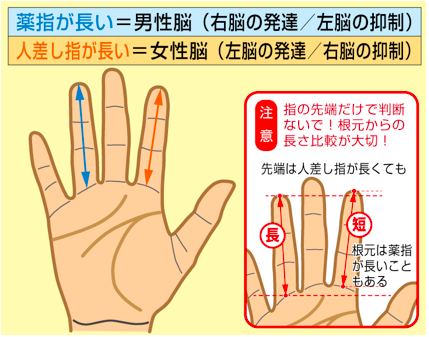 【速報】 薬指 長い 男 割合 気になる噂と真相 #734