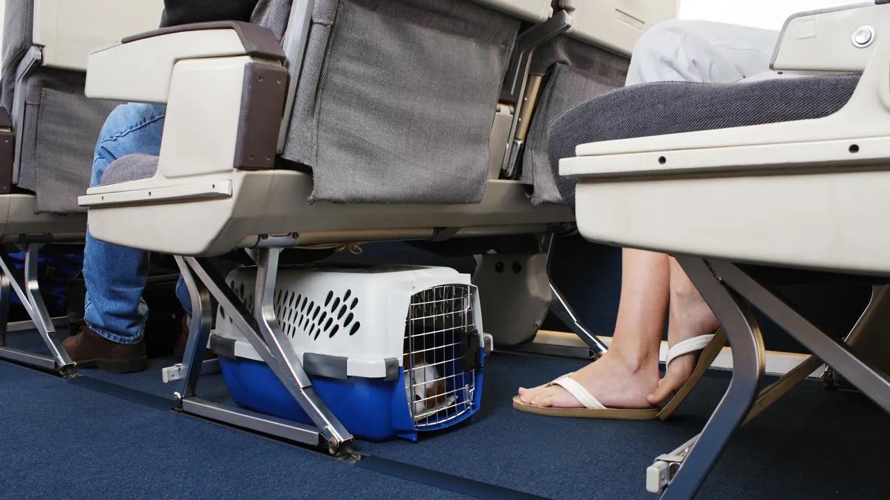 愛犬と飛行機の座席で隣に？2026年最新ルールと各社対応を徹底調査