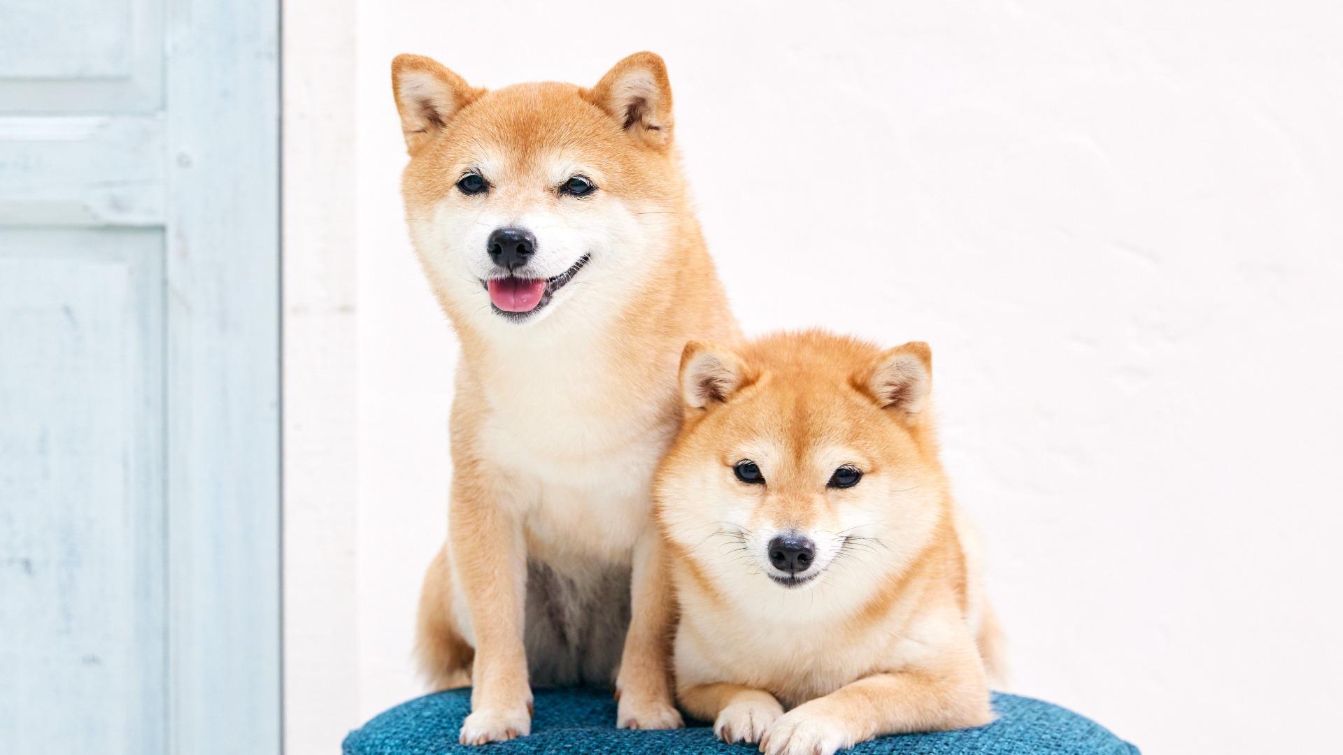 『いっきゅう犬』最新独占リーク！制作裏側と未公開キャスト解禁