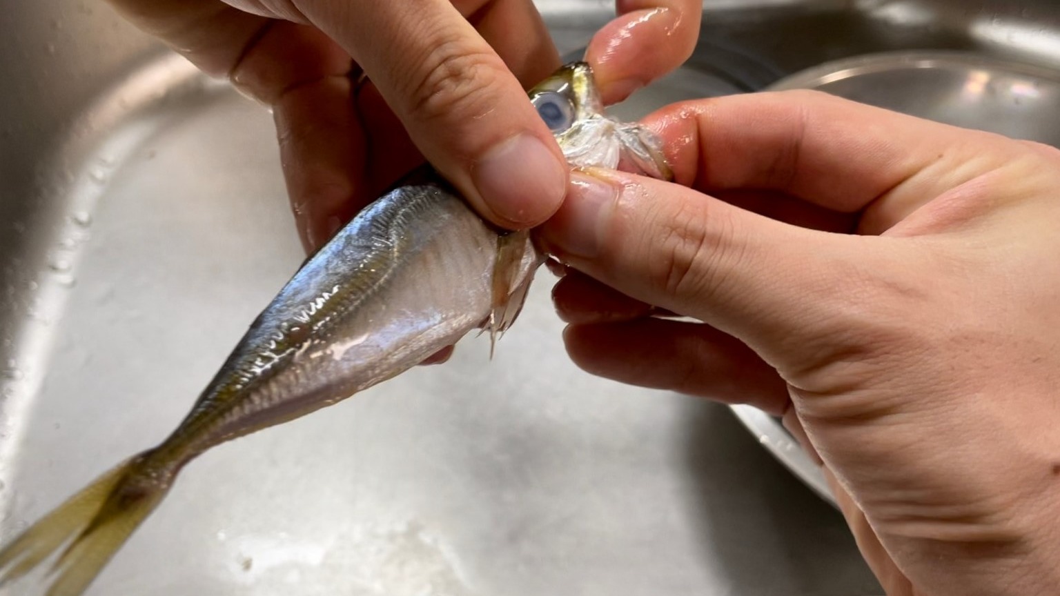豆アジの下処理は包丁不要？手と割り箸で大量に捌くプロの裏技と科学