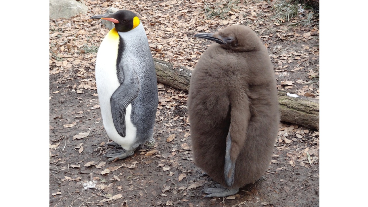 ペンギンの英語スペルと発音完全ガイド！元は別の鳥だった語源の真相