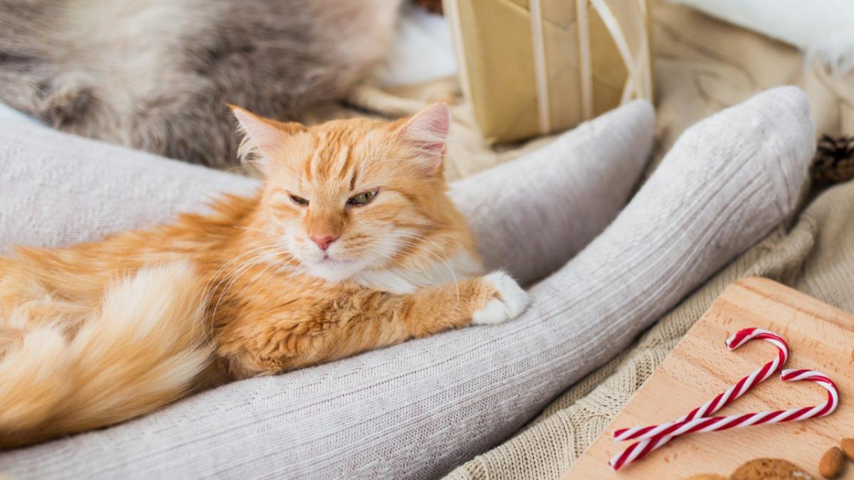 猫が足元で寝る理由は？信頼度と警戒心の真相を動物行動学から徹底解明