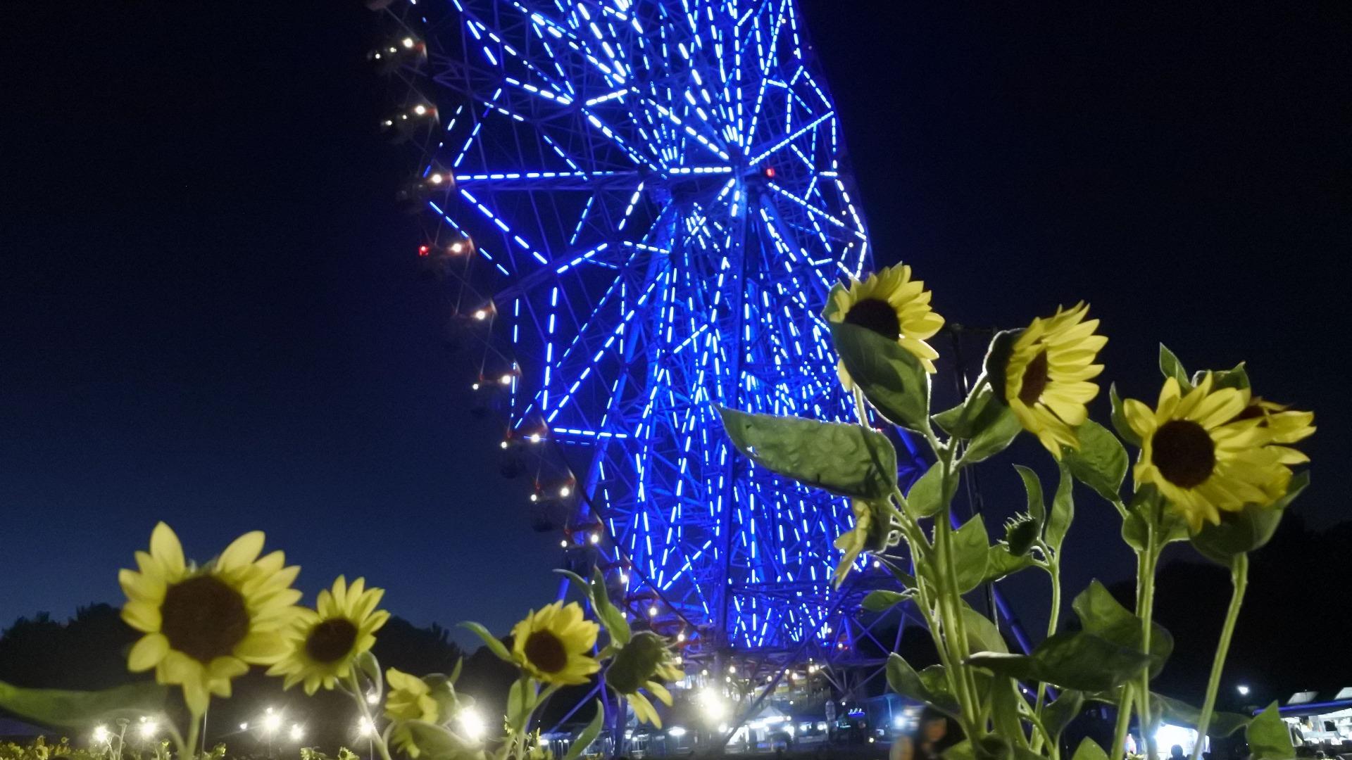 葛西臨海公園の花火2026徹底取材！手持ちルールと穴場の真相