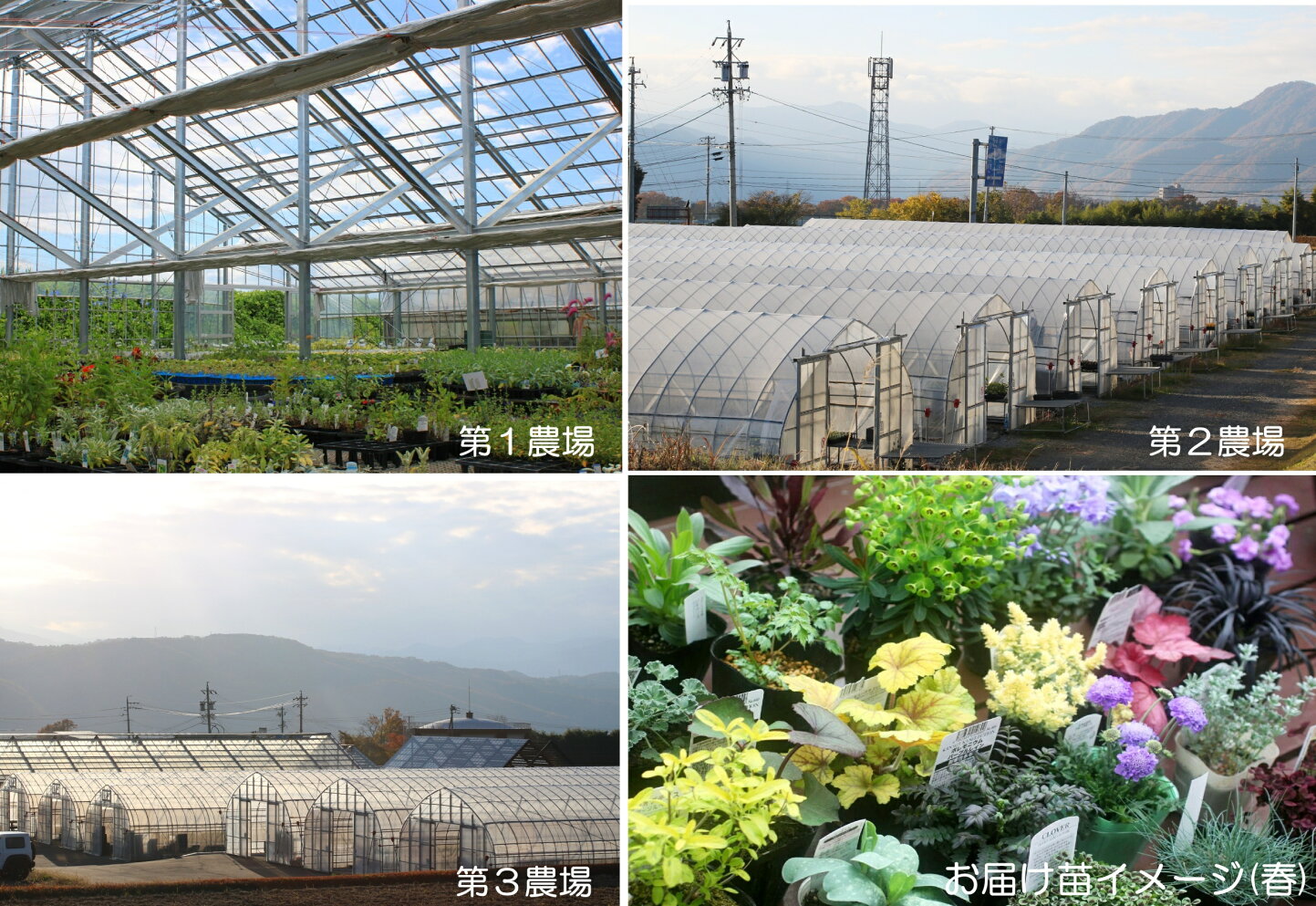 おぎはら植物園が熱狂的人気を誇る理由｜評判と実店舗の真相【2026】