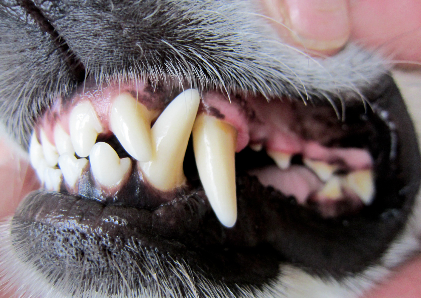 犬の歯茎が黒い原因とは？色素沈着とメラノーマの見分け方を徹底解説
