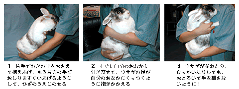 【獣医警告】うさぎの骨折事故を防ぐ「正しい抱き方」新常識！嫌がる理由と信頼関係を築くプロの技