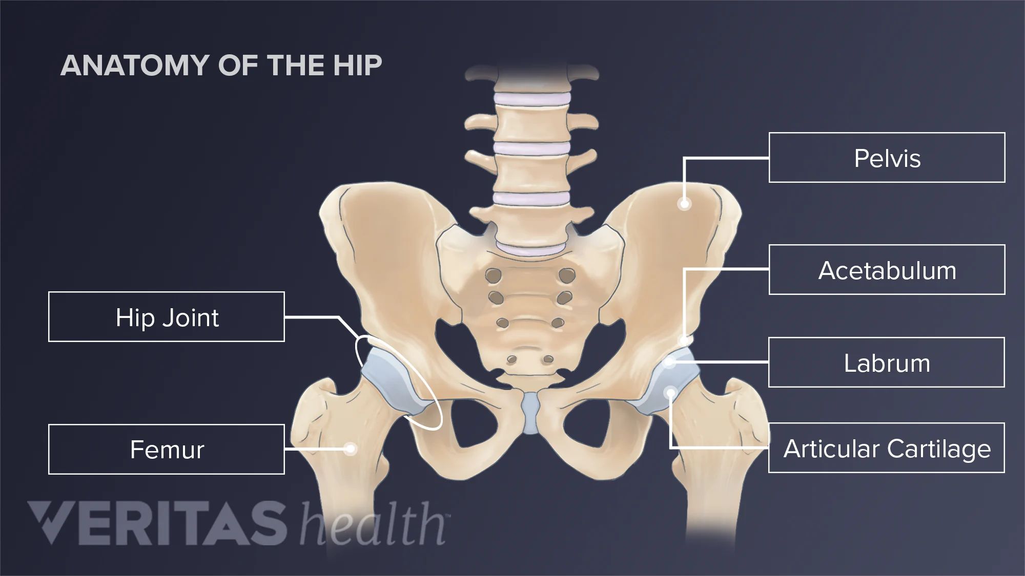 Where Are the Hips on a Woman
