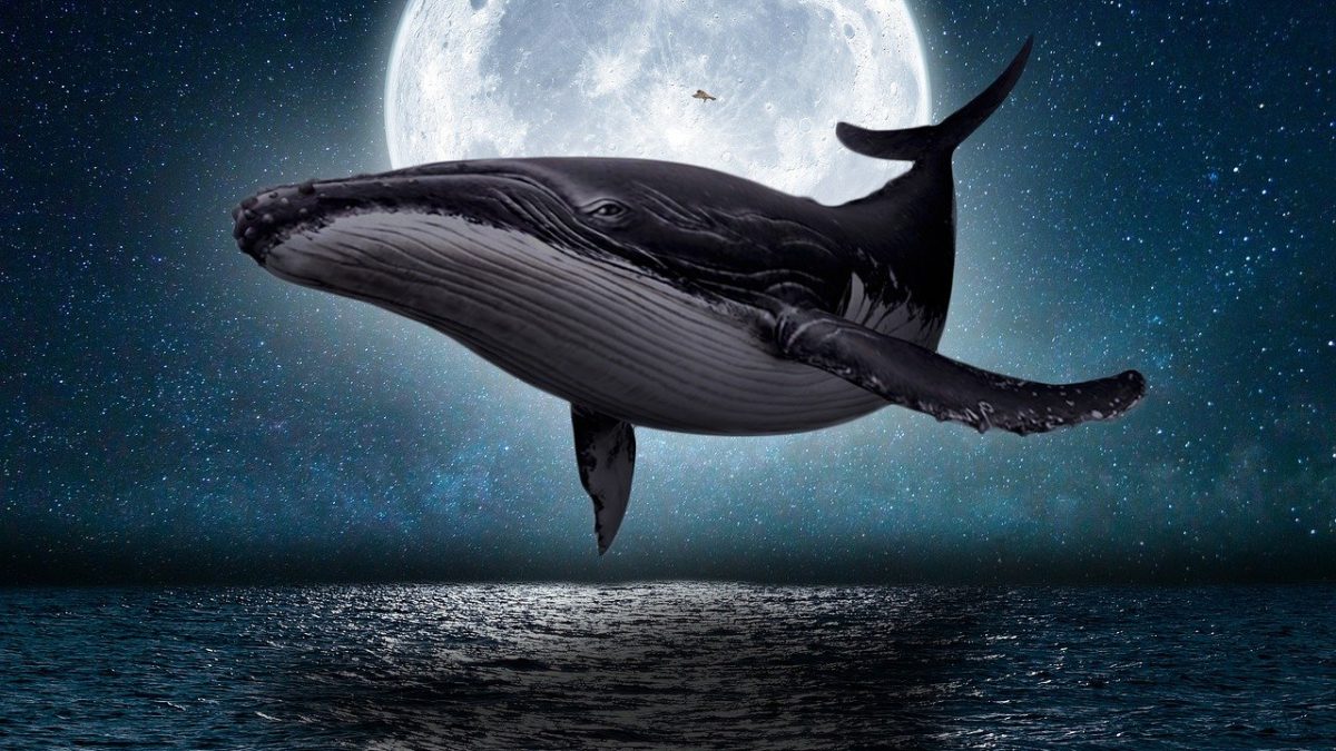 クジラを英語で完全マスター！種類別表現からネイティブ熟語まで解説